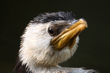 Wet pied cormorant